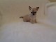 Chiot chihuahua femelle/m&acirc;le age de 4 mois