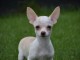 Chiot chihuahua femelle/m&acirc;le age de 4 mois