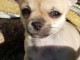 Chiot chihuahua femelle/m&acirc;le age de 4 mois