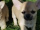 Chiot chihuahua femelle/m&acirc;le age de 4 mois