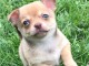 Chiot chihuahua femelle/m&acirc;le age de 4 mois