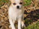 Chiot chihuahua femelle/m&acirc;le age de 4 mois
