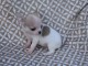 Chiot chihuahua femelle/m&acirc;le age de 4 mois