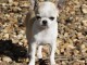 Chiot chihuahua femelle/m&acirc;le age de 4 mois