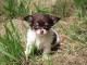 Chiot chihuahua femelle/m&acirc;le age de 4 mois