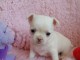 Chiot chihuahua femelle/m&acirc;le age de 4 mois