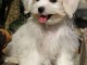 Donne chiot bichon maltais femelle/m&acirc;le