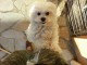 Donne chiot bichon maltais femelle/m&acirc;le