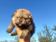 Spitz de Pom&eacute;ranie chiots