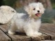 Dons chiots Bichons Maltais 3 m&acirc;les et 2 femelles 