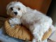 Dons chiots Bichons Maltais 3 m&acirc;les et 2 femelles 