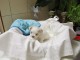 Dons chiots Bichons Maltais 3 m&acirc;les et 2 femelles 