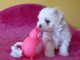 Dons chiots Bichons Maltais 3 m&acirc;les et 2 femelles 