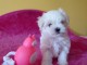 Dons chiots Bichons Maltais 3 m&acirc;les et 2 femelles 