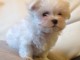 Dons chiots Bichons Maltais 3 m&acirc;les et 2 femelles 