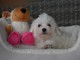 Dons chiots Bichons Maltais 3 m&acirc;les et 2 femelles 