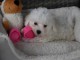 Dons chiots Bichons Maltais 3 m&acirc;les et 2 femelles 