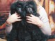 Mini caniche chiots &agrave; vendre