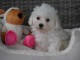 Dons chiots Bichons Maltais 3 m&acirc;les et 2 femelles 