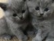 Jolies chatons males et femelle de race chartreux a donner