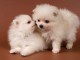 Chiots de racse Spitz disponible pour adoption 