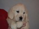 Chiot type golden retriever femelle/m&acirc;le &agrave; donner