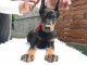 DOBERMAN chiots &agrave; vendre