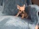 Chiot bouledogue fran&ccedil;ais rouge fauve