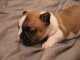Chiot bouledogue fran&ccedil;ais rouge fauve