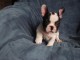 Chiot bouledogue fran&ccedil;ais rouge fauve
