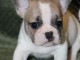 Chiot bouledogue fran&ccedil;ais rouge fauve