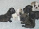 Chiot bouledogue fran&ccedil;ais femelle/m&acirc;le