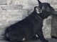 Chiot bouledogue fran&ccedil;ais femelle/m&acirc;le