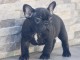 Chiot bouledogue fran&ccedil;ais femelle/m&acirc;le