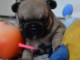 Chiot bouledogue fran&ccedil;ais femelle/m&acirc;le