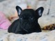 Chiot bouledogue fran&ccedil;ais femelle/m&acirc;le