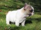 Chiot bouledogue fran&ccedil;ais femelle/m&acirc;le