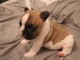 Chiot bouledogue fran&ccedil;ais femelle/m&acirc;le