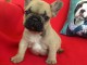 Chiot bouledogue fran&ccedil;ais femelle/m&acirc;le