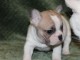 Chiot bouledogue fran&ccedil;ais femelle/m&acirc;le