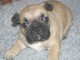 Chiot bouledogue fran&ccedil;ais femelle/m&acirc;le