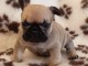 Chiot bouledogue fran&ccedil;ais femelle/m&acirc;le