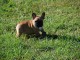 Chiot bouledogue fran&ccedil;ais femelle/m&acirc;le