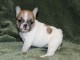 Chiot bouledogue fran&ccedil;ais femelle/m&acirc;le