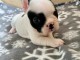 Chiot bouledogue fran&ccedil;ais femelle/m&acirc;le