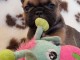 Chiot bouledogue fran&ccedil;ais femelle/m&acirc;le