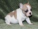 Chiot bouledogue fran&ccedil;ais femelle/m&acirc;le