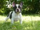 Chiot bouledogue fran&ccedil;ais femelle/m&acirc;le