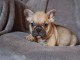 Chiot bouledogue fran&ccedil;ais femelle/m&acirc;le