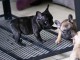 Chiots bouledogue fran&ccedil;ais a donn&eacute;